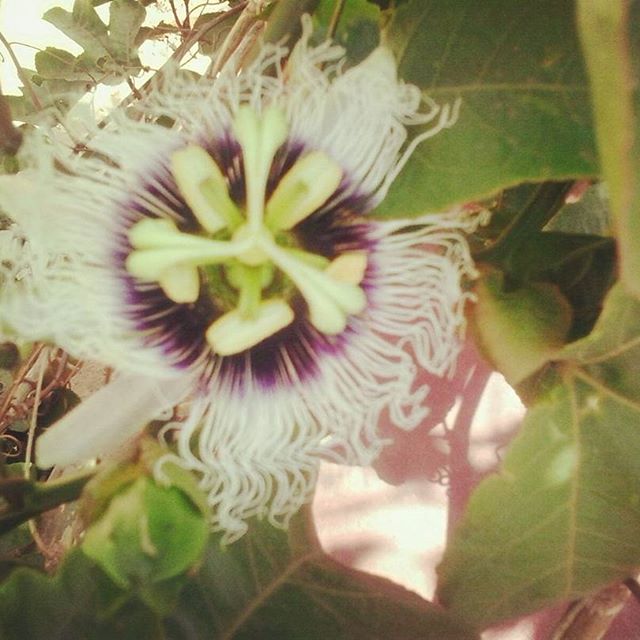 13549558_692839300865514_1814096425_n