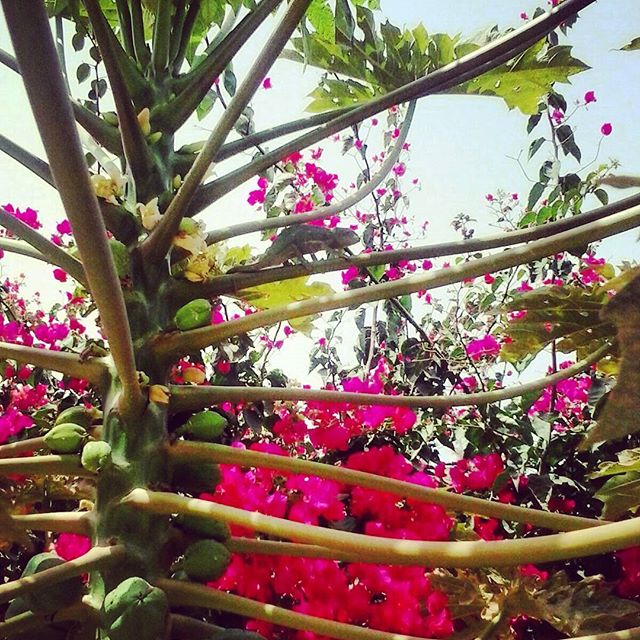 13551762_1650446825280829_1018565006_n